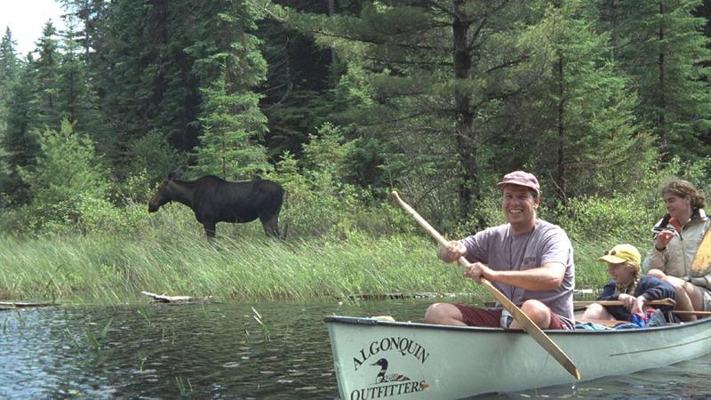 Algonquin Provincial Park, Canada: Ray, Emily and Fleur find a moose