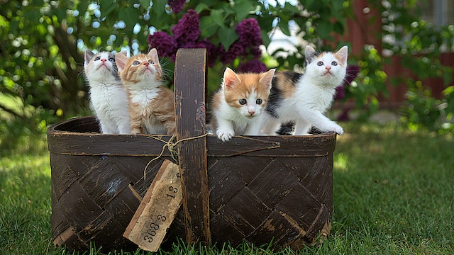 Cute kittens