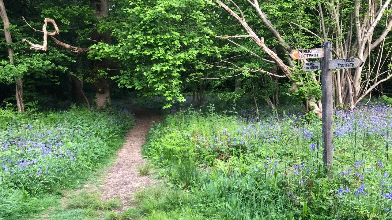Woodland entrace with bluebells