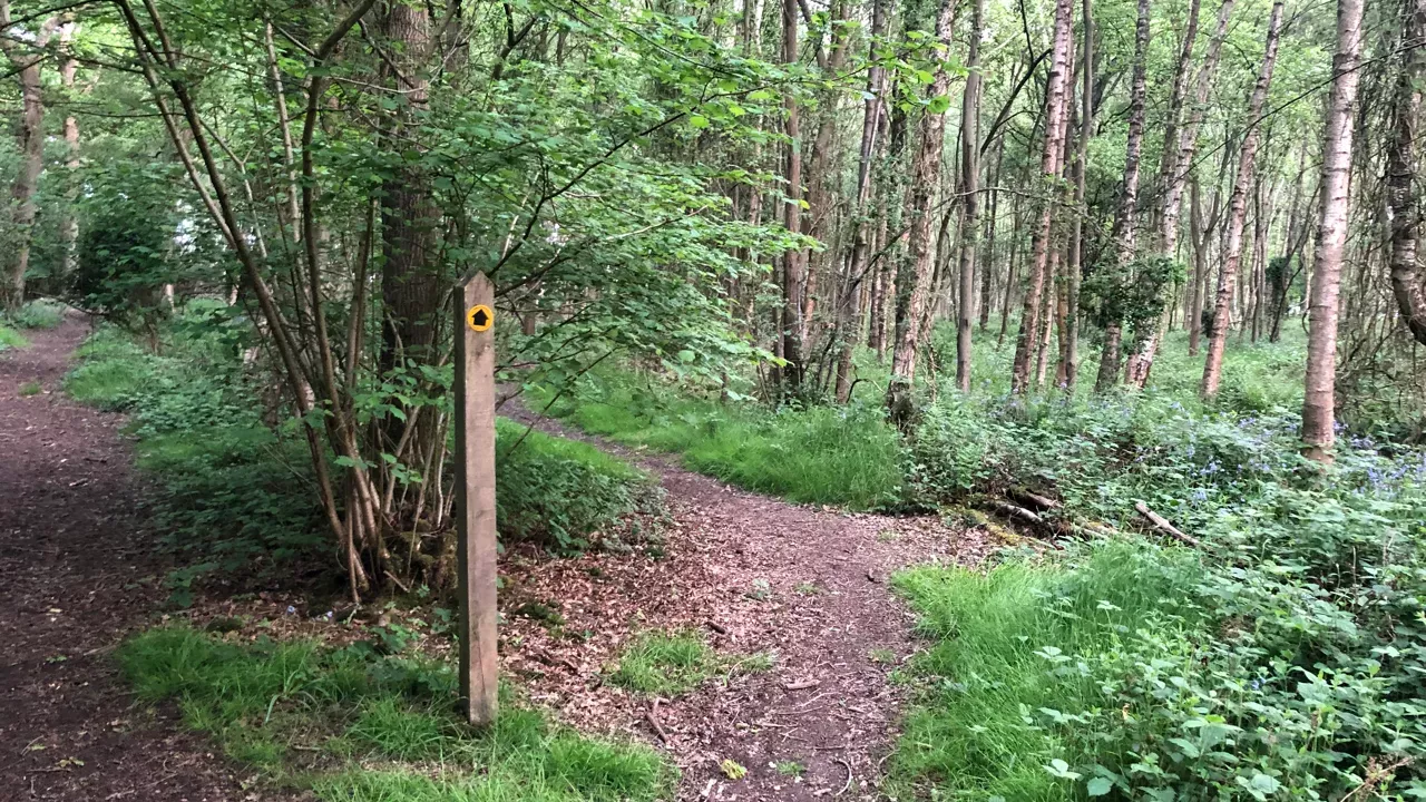 Woodland footpath with arrow