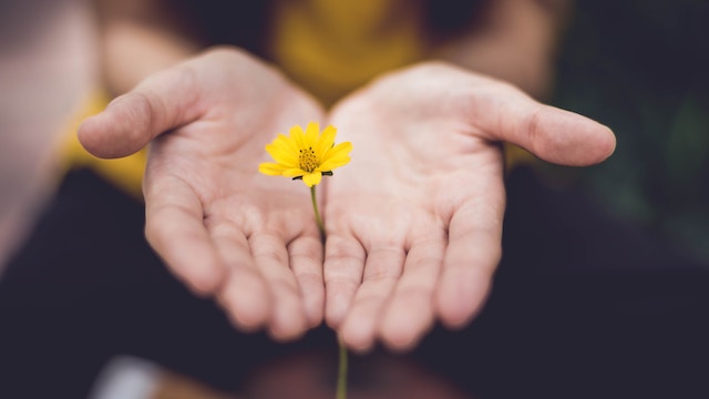 A yellow flower