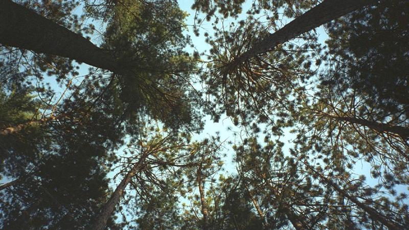 Algonquin Provincial Park, Canada: tree tops - the view from the ground at our camp site